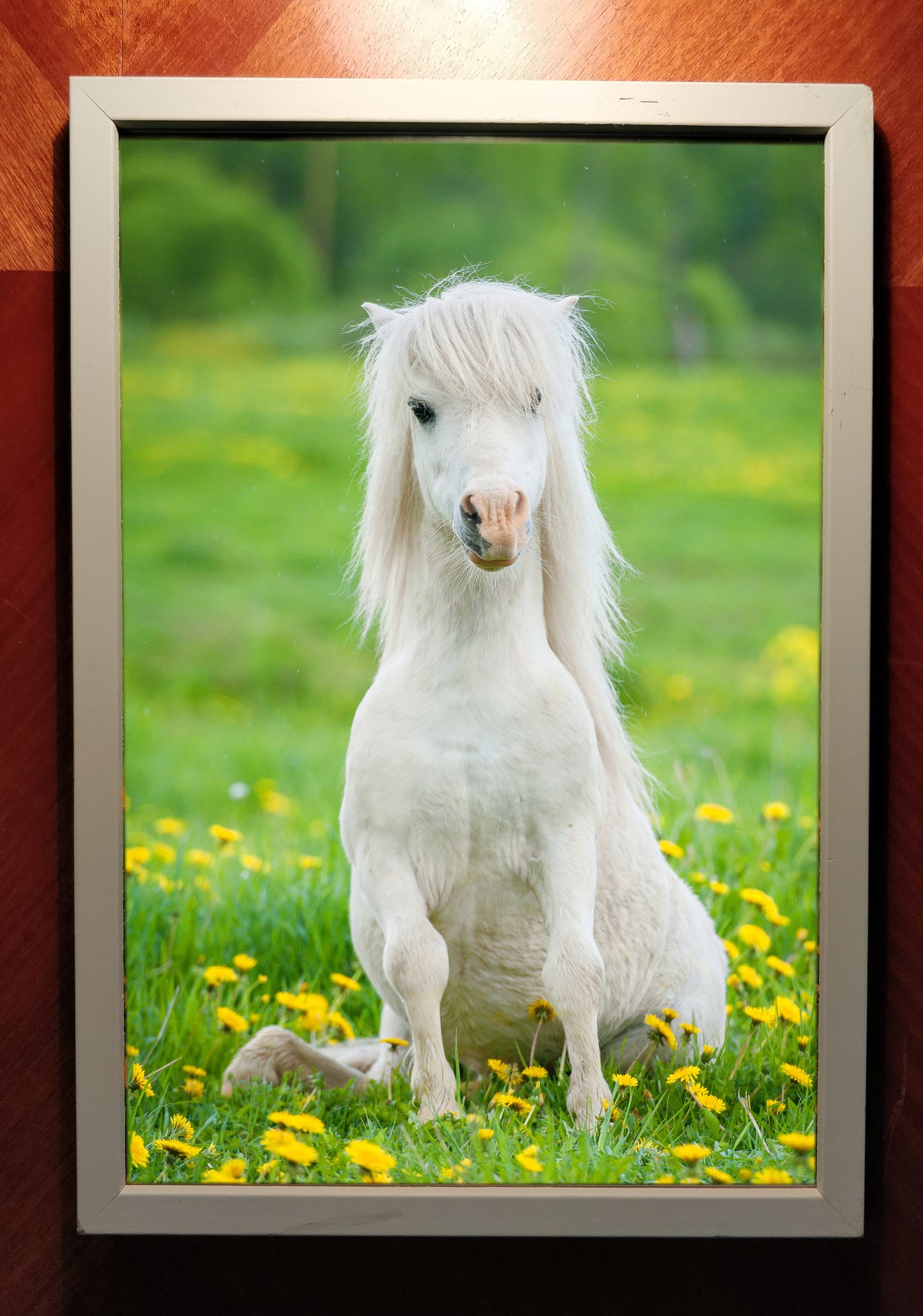 "Daisy Horse" – Framed print