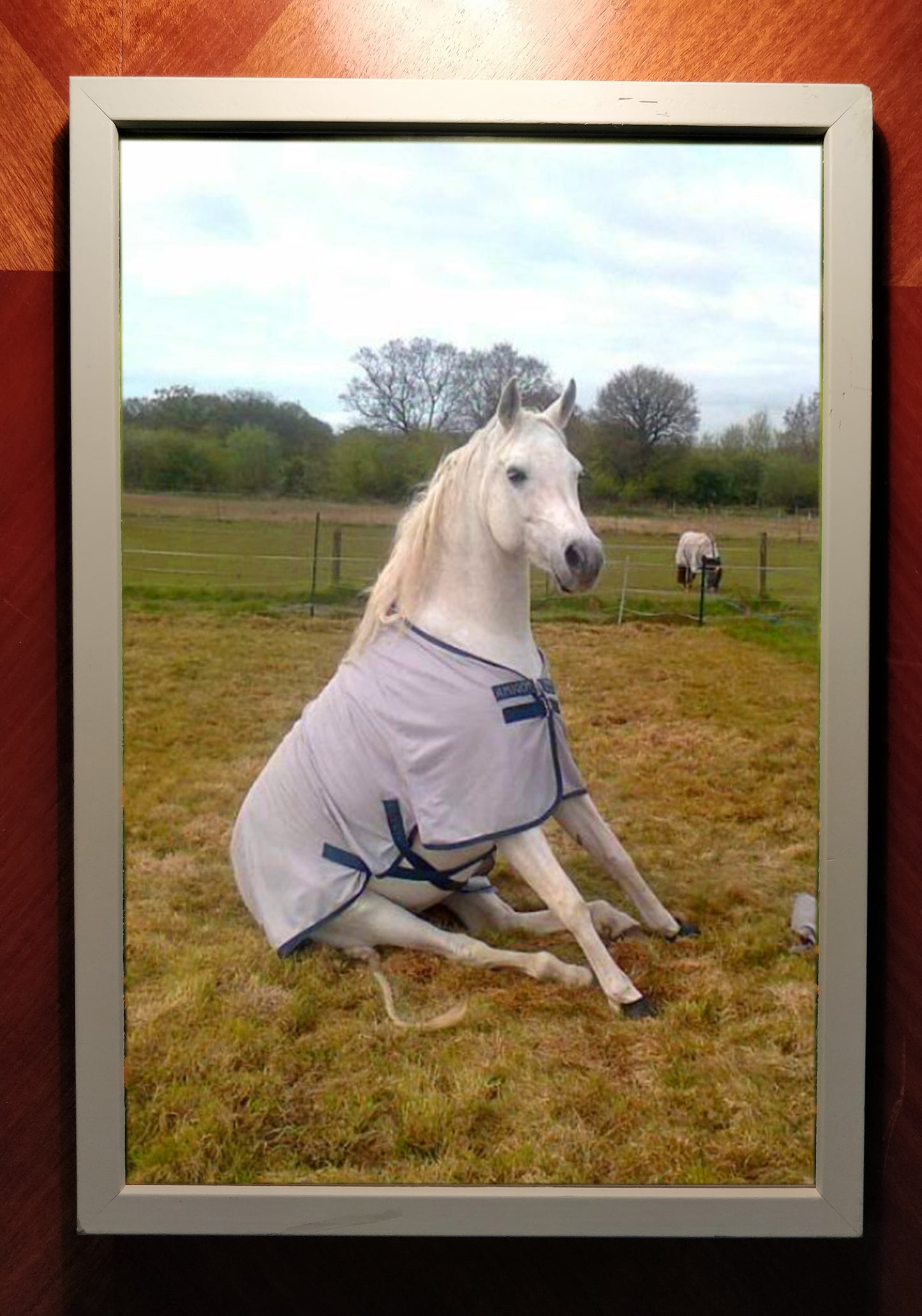 "Dress Horse" – Framed print
