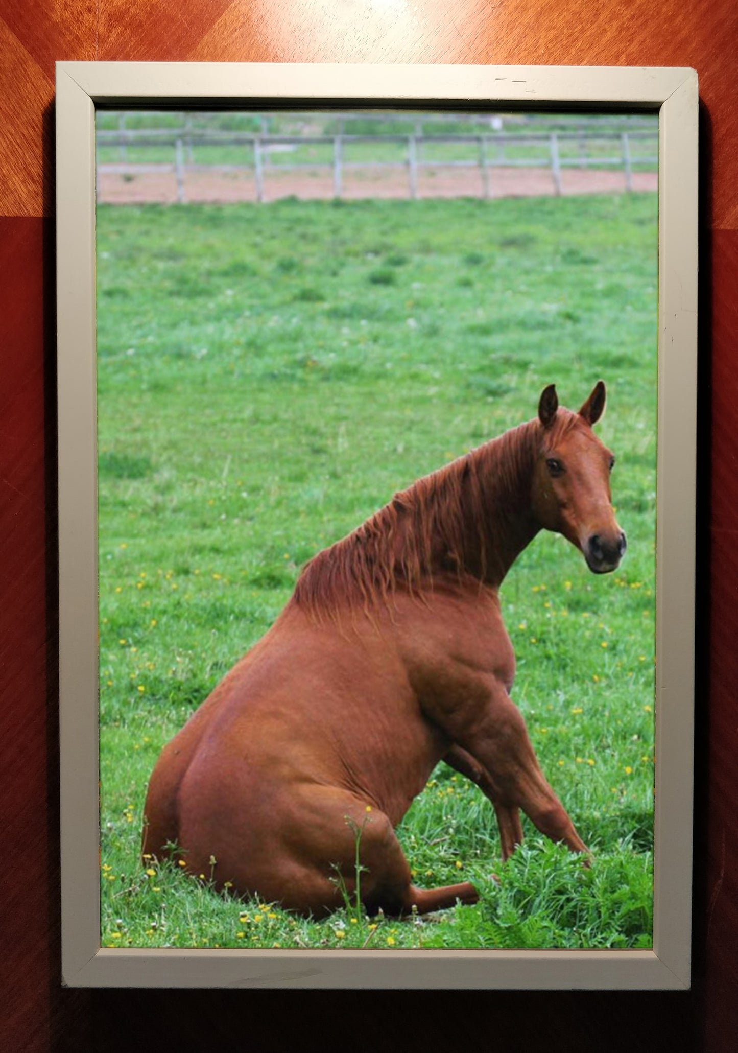 "Butt Horse" – Framed print