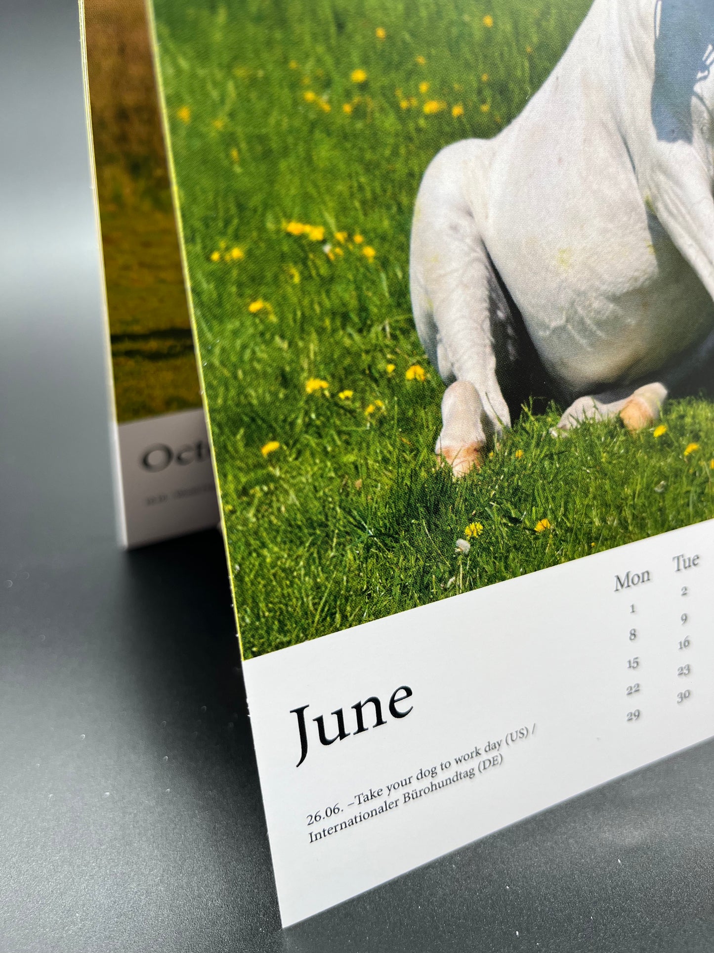 Horsedogs 🐴 Calendar 2️⃣0️⃣2️⃣6️⃣