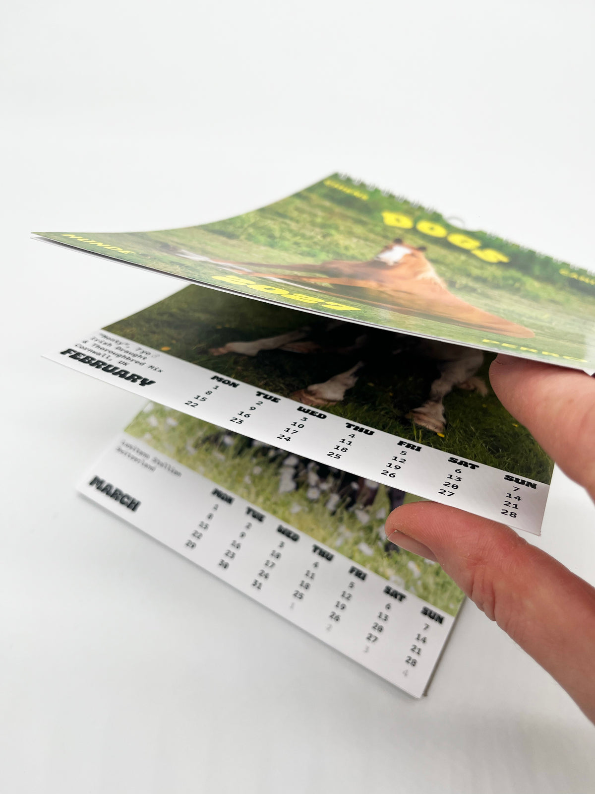 Calendar "Dogs 2027"