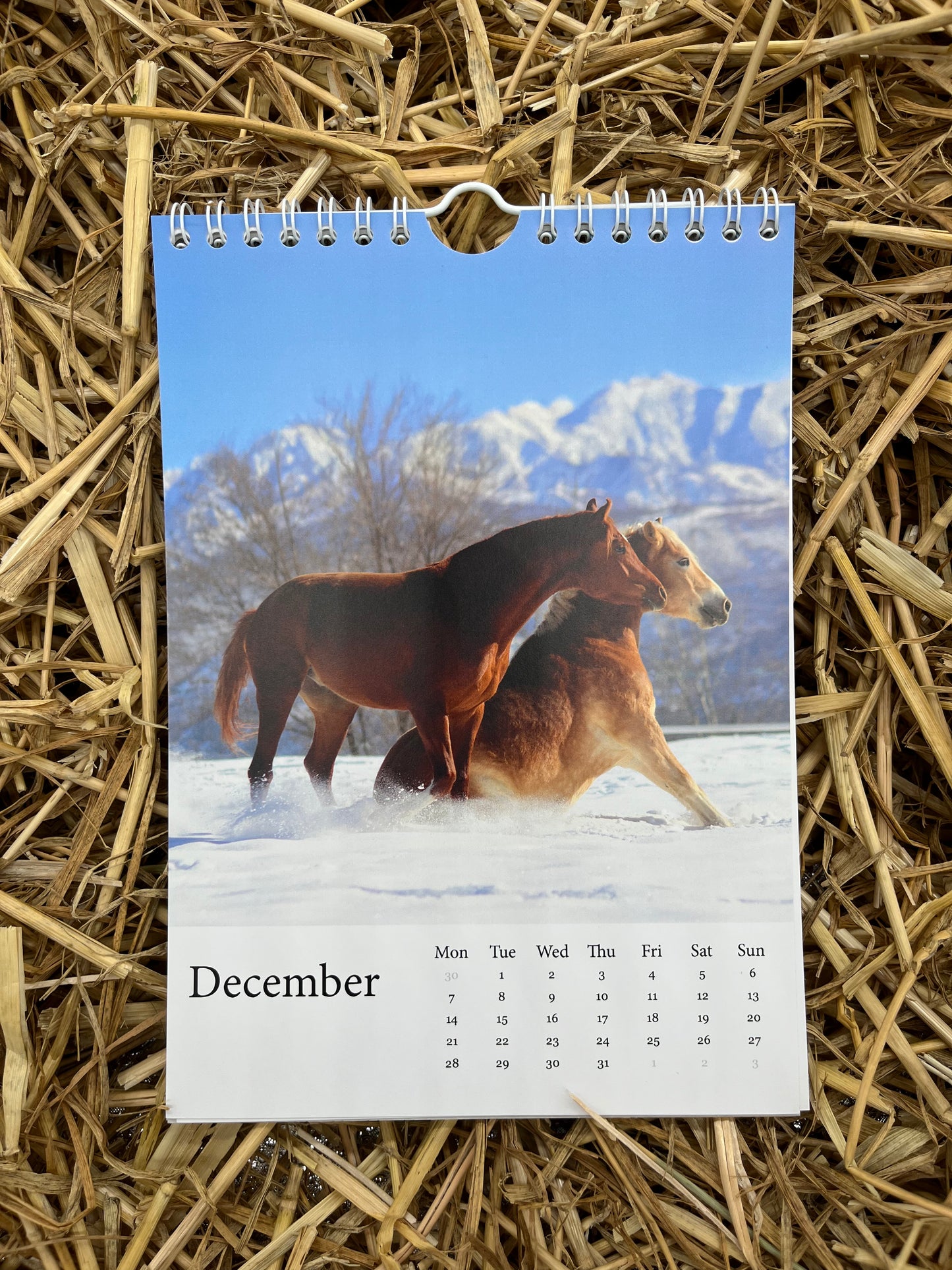 Horsedogs 🐴 Calendar 2️⃣0️⃣2️⃣6️⃣