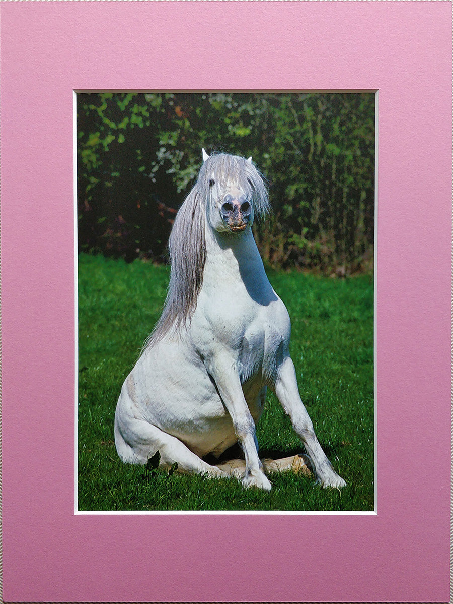 "Sassy Horse" 🐴 Photo print in cardboard frame 30x40cm